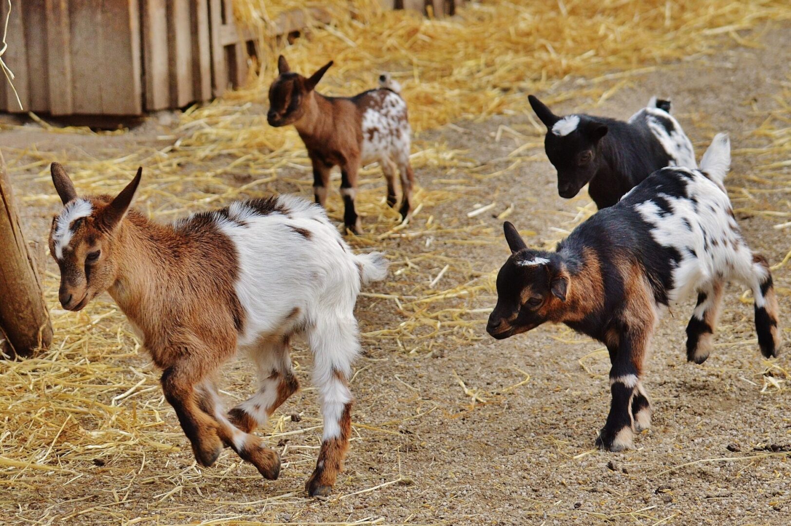 baby goats running