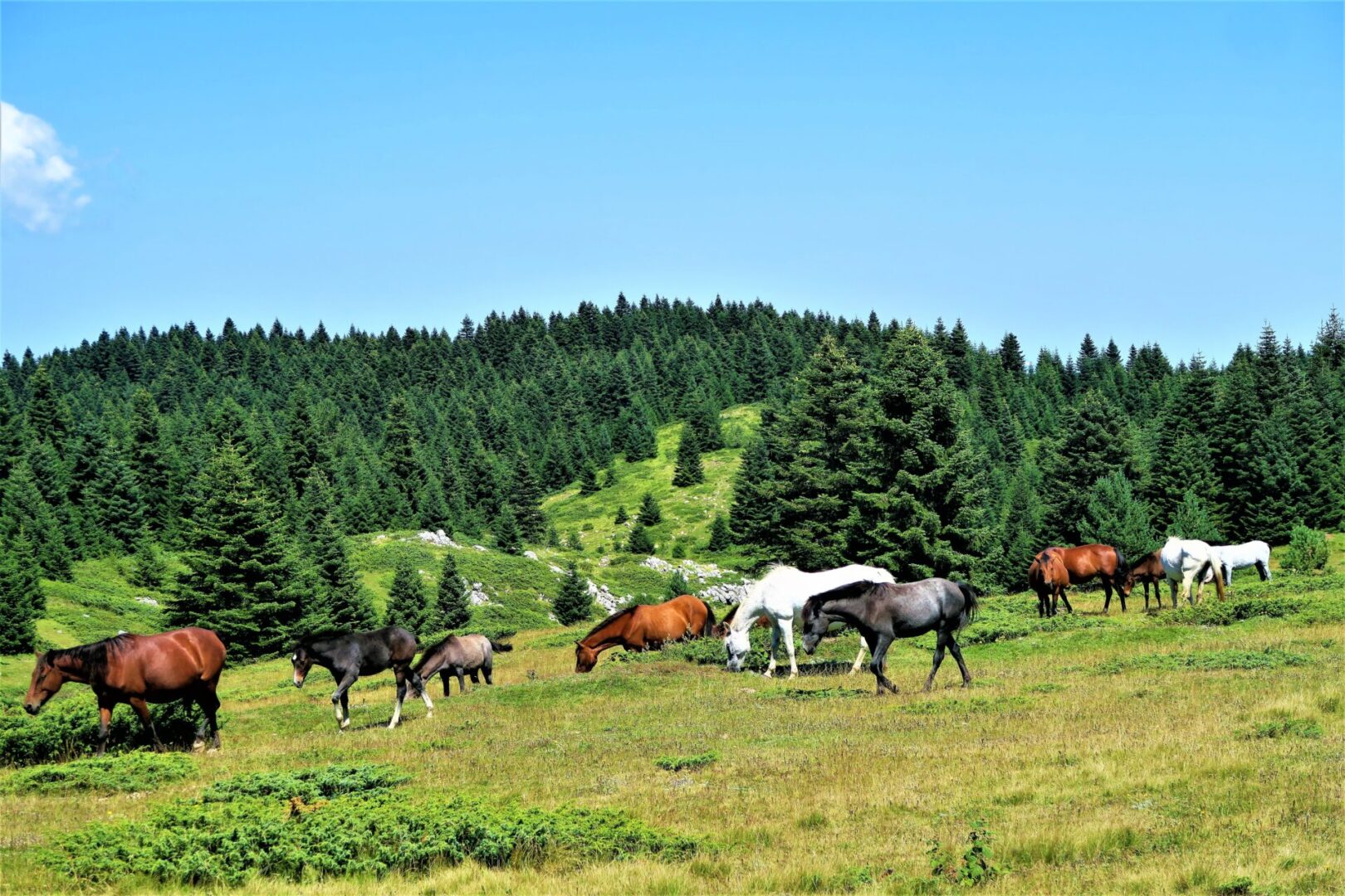 horse mountain summer